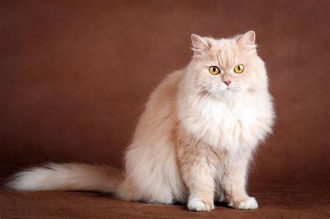 siberian cat breeders mn|siberian kittens available now.